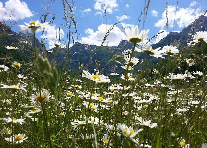 Roza * كونييتش